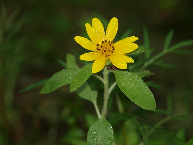 b0135573_15574927.jpg
