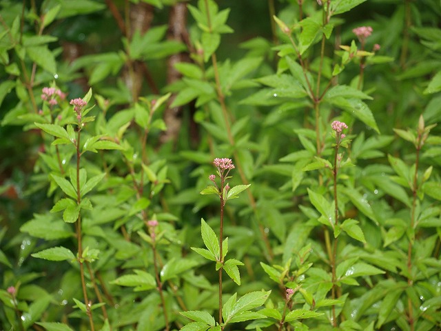 b0135573_1559718.jpg