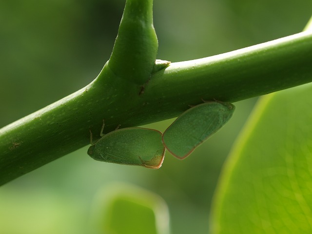b0135573_1611429.jpg