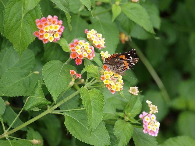 b0135573_1643823.jpg