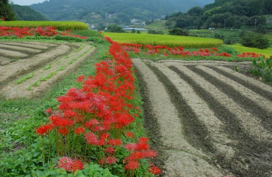 趣味の写真・・・明日香村　稲渕_b0105374_9115923.jpg