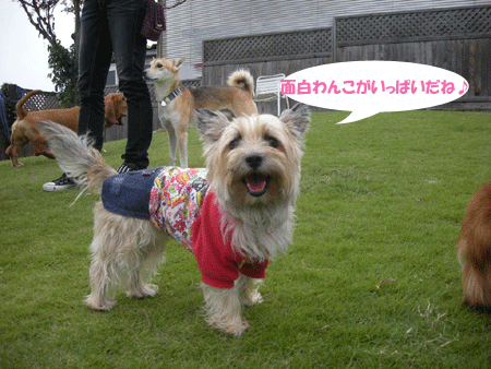 e0066883_23111532.gif