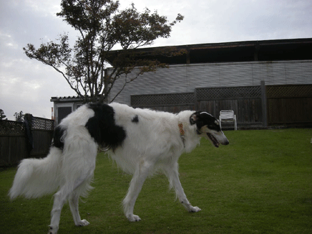 e0066883_2315830.gif
