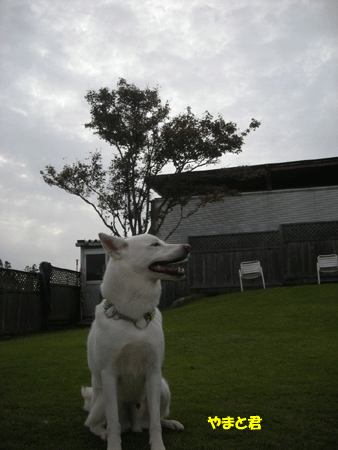 e0066883_23474481.gif