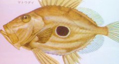 ばとうのフライ 美味しい魚貝料理と田舎の暮らし