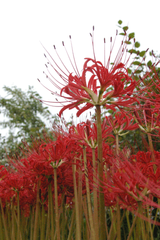 c0172101_22565798.gif