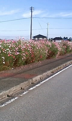 急に秋めいてきました_d0027501_1149247.jpg