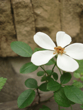c0129702_23424552.gif