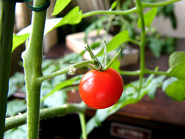 ミニトマト栽培観察日記 ミニトマト栽培観察日記