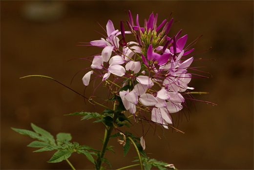 c0147123_220124.jpg