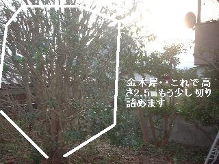 伐採と剪定_f0031037_1934850.jpg