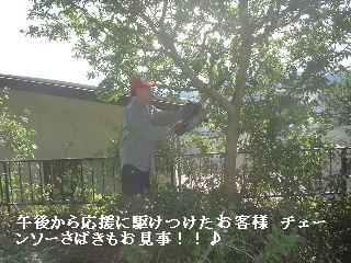 伐採と剪定_f0031037_20115173.jpg