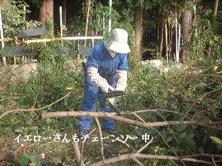 伐採と剪定_f0031037_20123628.jpg