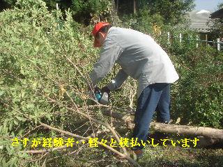 伐採と剪定_f0031037_2012745.jpg