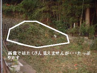 伐採と剪定_f0031037_20133497.jpg