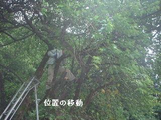 伐採と剪定_f0031037_2054752.jpg