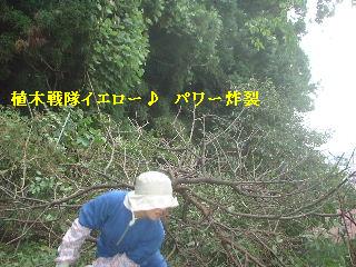 伐採と剪定_f0031037_206259.jpg