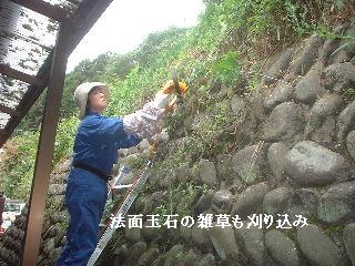 伐採と剪定_f0031037_2074358.jpg