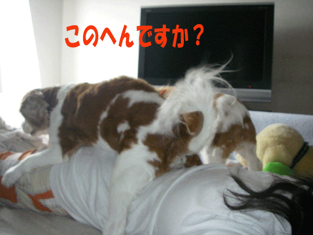 c0136838_13384611.gif