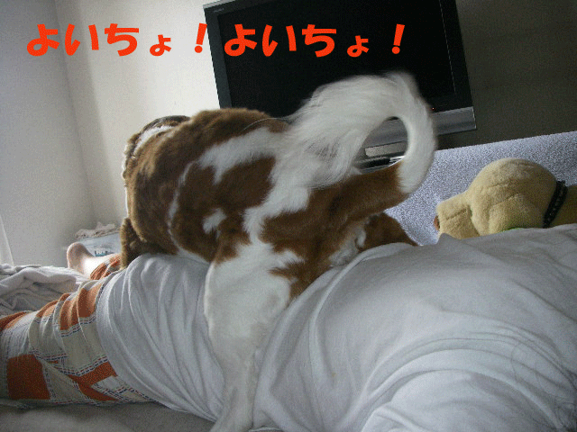 c0136838_13444778.gif