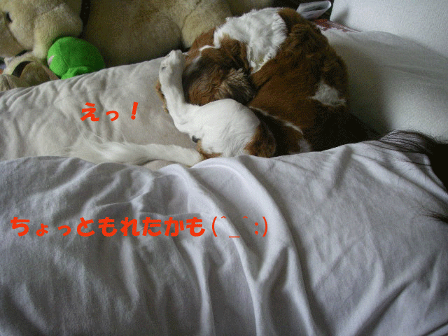 c0136838_2058385.gif
