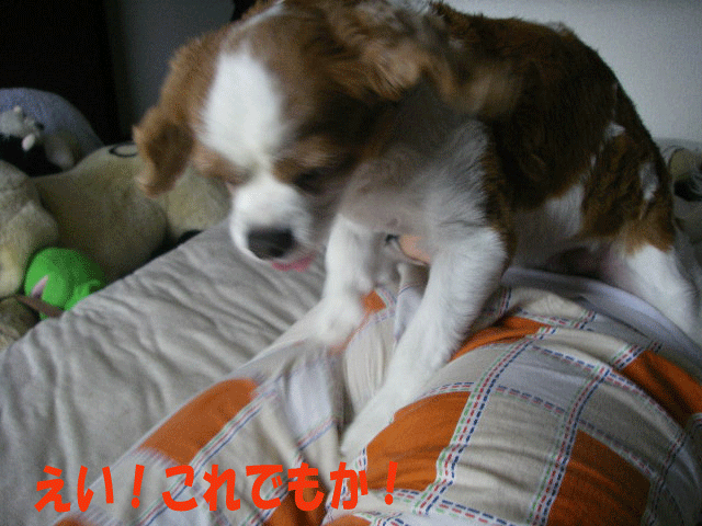 c0136838_217647.gif