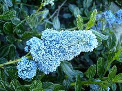 ロサンゼルス　近所の公園のお花たち（冬～春）_c0164052_9355828.jpg