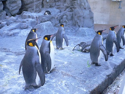 札幌2泊3日旅行　富良野。旭山動物園_d0137764_23131679.jpg