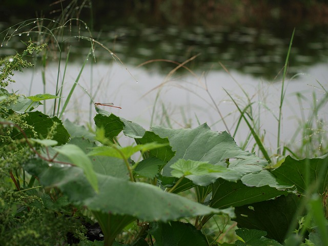 b0135573_12243844.jpg