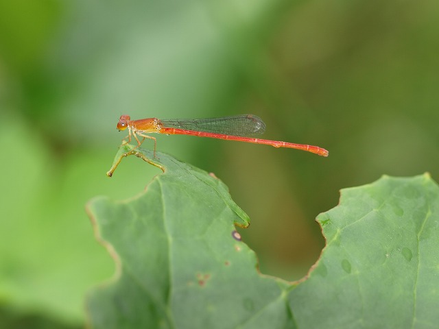 b0135573_12245558.jpg