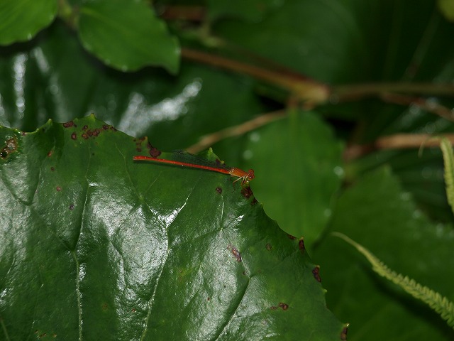 b0135573_12314784.jpg