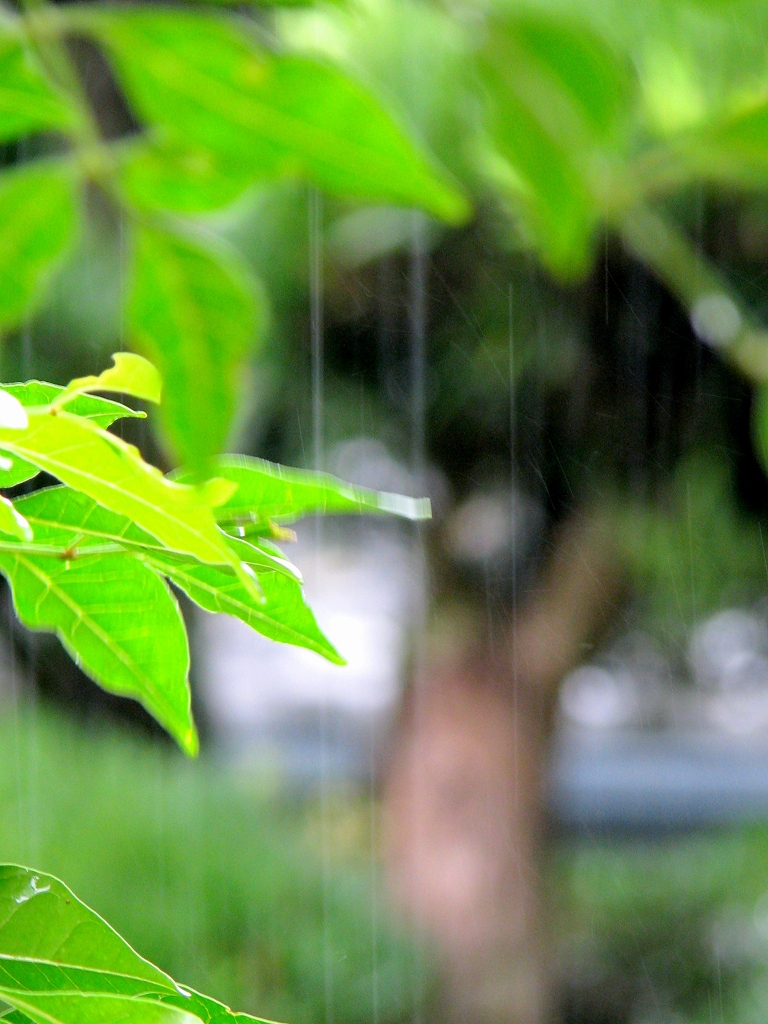 ９月の雨は冷たくて・・・。_f0164373_2061517.jpg