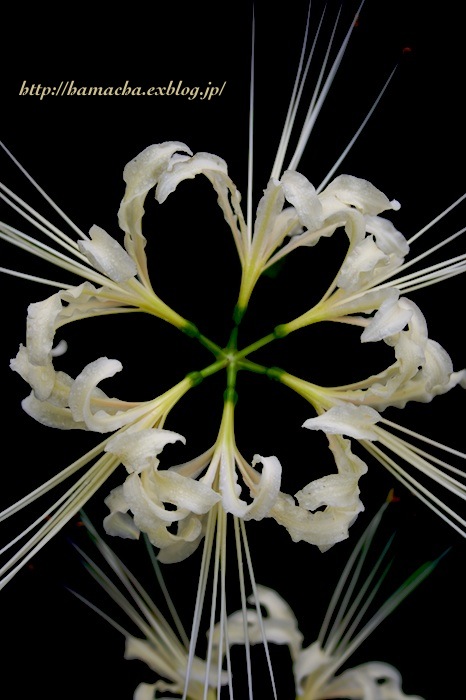 Cluster Amaryllis_c0158775_23381367.jpg