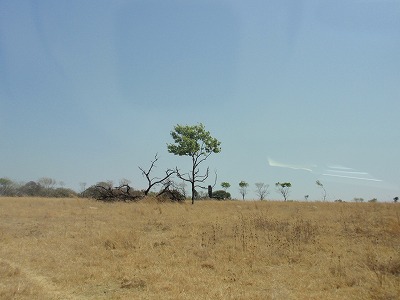 Lion Park_f0085179_1434883.jpg