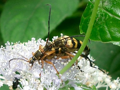 ナンテンハギ、カワセミ、オオクモヘリカメムシ、ヨツスジハナカミキリ_d0088184_11352218.jpg