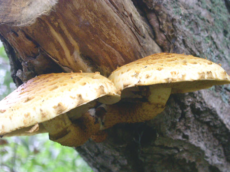 c0158387_22291244.jpg