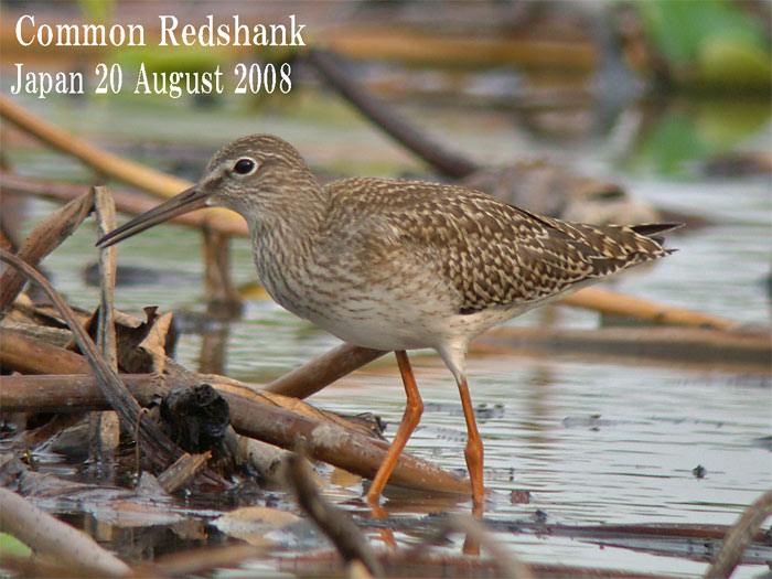 アカアシシギ３　Common Redshank/ Tringa totanus_c0071489_231535.jpg