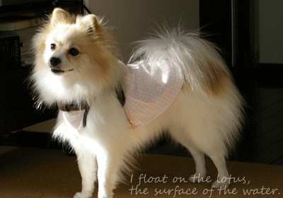 b0075318_2022547.gif