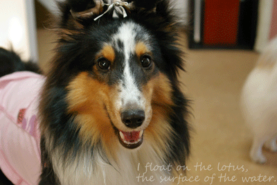 b0075318_202319100.gif