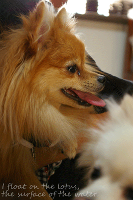 b0075318_20282289.gif
