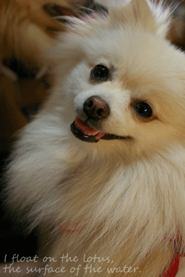 b0075318_202825.gif