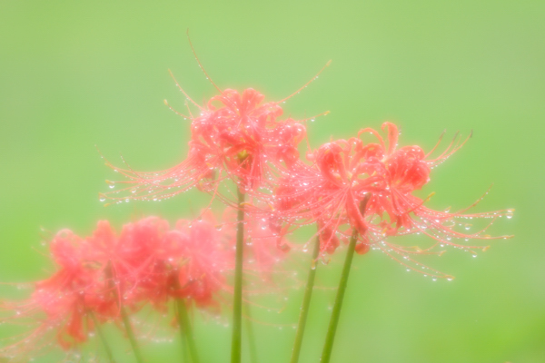 雨に咲く_f0144018_4474950.jpg