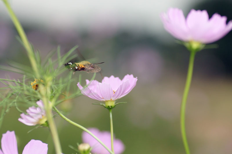 肌寒い曇天でも…（ホウジャク）_d0089024_16566100.jpg