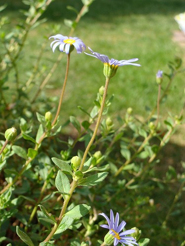 f0170524_14331144.jpg