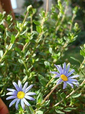 f0170524_14332971.jpg