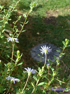 f0170524_14334224.jpg