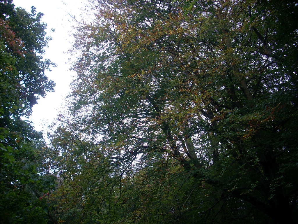 d0145528_5324164.jpg