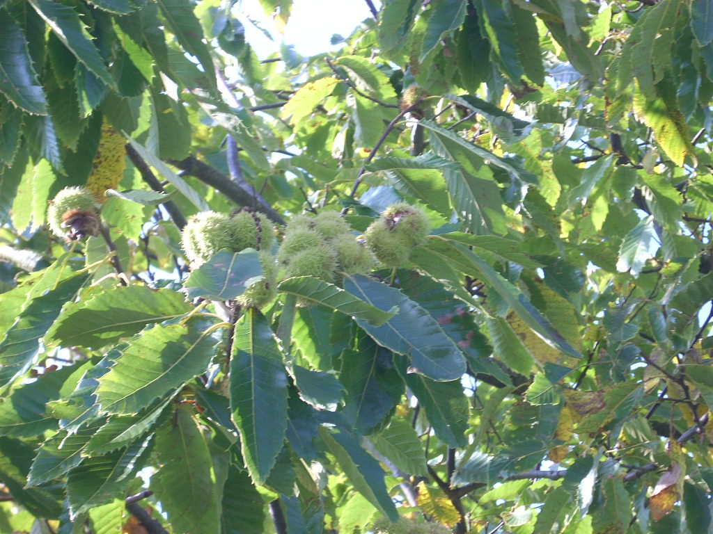 d0145528_5381172.jpg