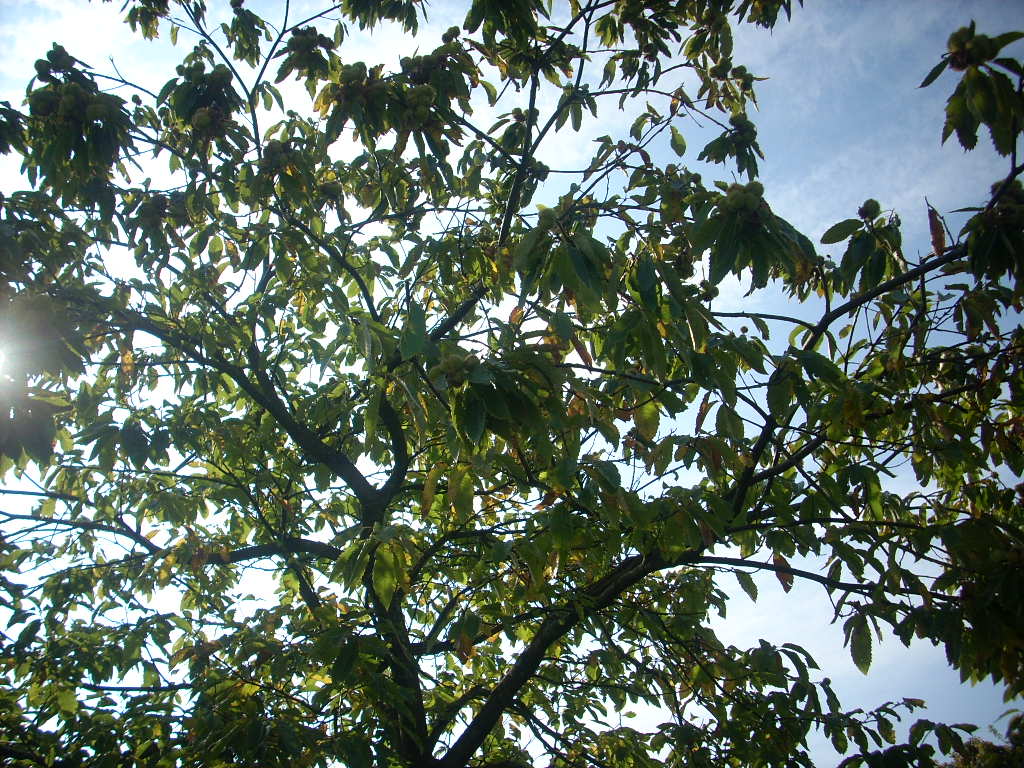 d0145528_5475066.jpg