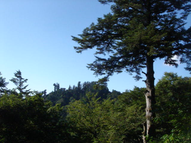 e0120131_1553404.jpg